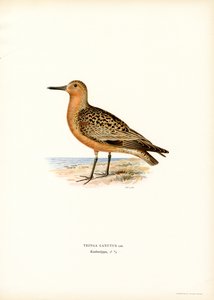 Red Knot by Magnus Ferdinand and Wilhelm von Wright