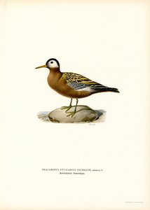 Red Phalarope