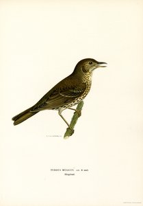 Redwing by Magnus Ferdinand and Wilhelm von Wright
