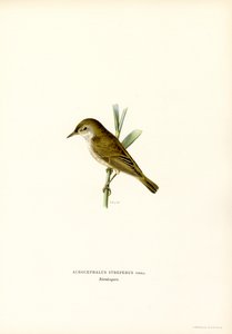 Reed Warbler