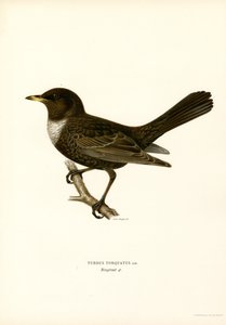 Ring Thrush by Magnus Ferdinand and Wilhelm von Wright