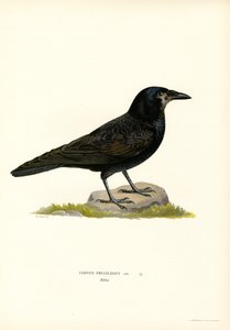 Rook