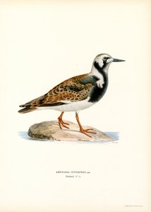 Ruddy Turnstone