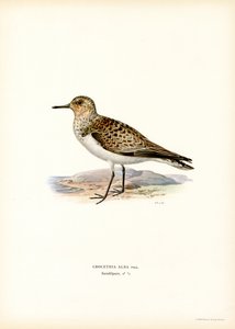 Sanderling
