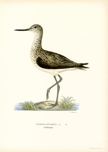 Sandpiper