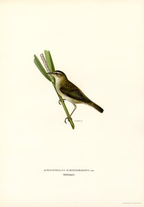 Sedge Warbler by Magnus Ferdinand and Wilhelm von Wright