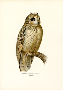 Short-eared Owl