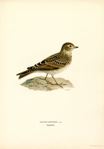 Skylark