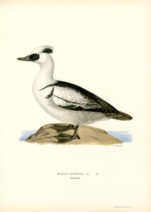 Smew by Magnus Ferdinand and Wilhelm von Wright