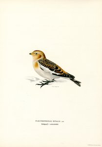 Snow Bunting by Magnus Ferdinand and Wilhelm von Wright