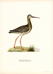 Spotted Redshank