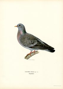 Stock Dove by Magnus Ferdinand and Wilhelm von Wright