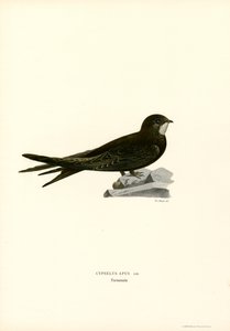 Swift by Magnus Ferdinand and Wilhelm von Wright