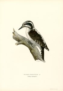 Three-toed Woodpecker by Magnus Ferdinand and Wilhelm von Wright