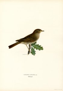 Thrush Nightingale by Magnus Ferdinand and Wilhelm von Wright