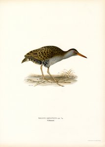 Water Rail by Magnus Ferdinand and Wilhelm von Wright