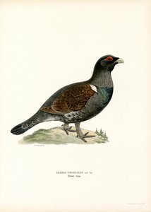 Western Capercaillie by Magnus Ferdinand and Wilhelm von Wright