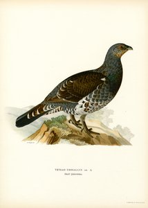 Western Capercaillie by Magnus Ferdinand and Wilhelm von Wright