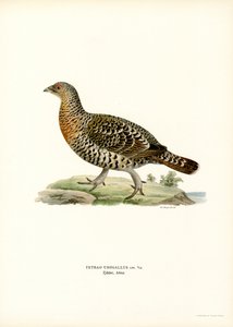 Western Capercaillie