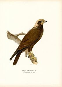Western Marsh Harrier