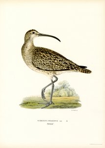 Whimbrel by Magnus Ferdinand and Wilhelm von Wright