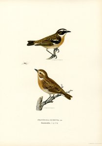Whinchat by Magnus Ferdinand and Wilhelm von Wright