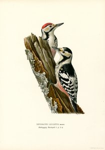 White-backed Woodpecker