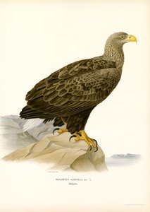 White-tailed Eagle