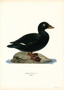 White-winged Scoter by Magnus Ferdinand and Wilhelm von Wright