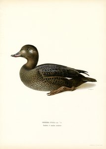 White-winged Scoter by Magnus Ferdinand and Wilhelm von Wright