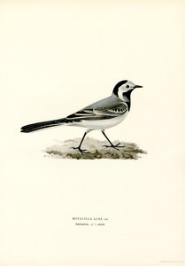 White Wagtail