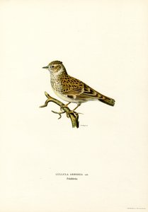 Wood Lark by Magnus Ferdinand and Wilhelm von Wright