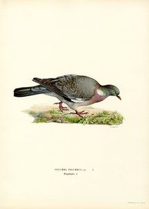 Wood Pigeon
