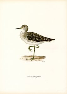 Wood Sandpiper