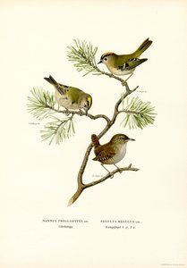 Wren
