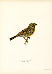 Yellow Bunting by Magnus Ferdinand and Wilhelm von Wright