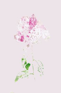 Abstract Pink Bloom by Maira Ribena