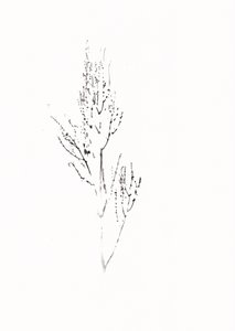 Delicate Botanical Drawing by Maira Ribena