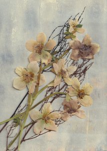 Delicate Pressed Flowers by Maira Ribena