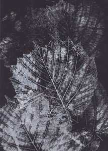 Monochrome Leaf Study by Maira Ribena