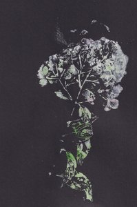 Moody Floral Impression