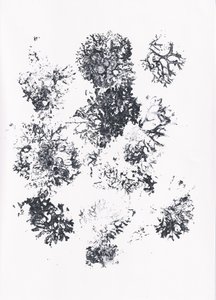 Organic Botanical Shapes by Maira Ribena