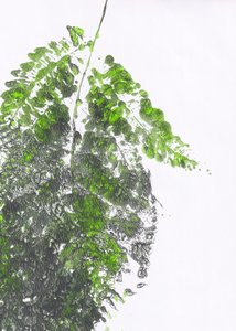 Organic Green Fern by Maira Ribena