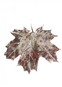 Rustic Autumn Maple Leaf