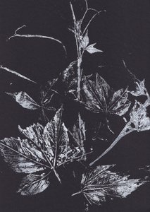 White Leaves on Black
