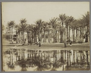 Men with Goats Under Palms by the Water in Bedrechen by Maison Bonfils