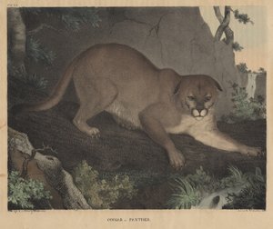 Cougar or Panther, from 