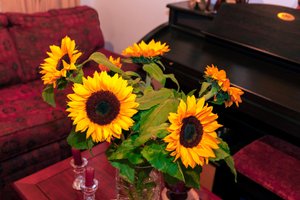 Bright Yellow Sunflowers or Helianthus Annuus from the Andes Mountains in Colombia Decorates a Home in Bogota City by Mano Chandra Dhas