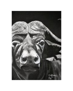 Buffalo