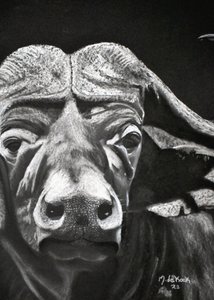 Bufalo